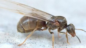 Overal vliegende mieren in de lucht, dit is waarom: ‘Een prachtig fenomeen’