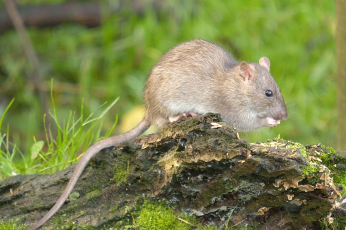 Zo vindingrijk en intelligent is de bruine rat