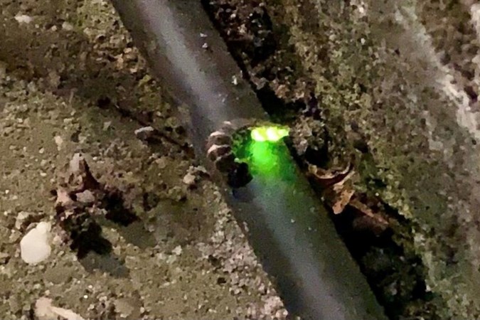 Hé, een lichtje in de tuin: de grote glimworm steekt het lampje in haar buik aan