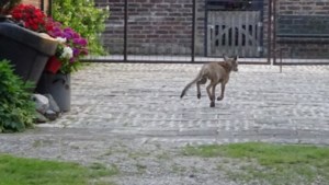 Schurftige vossen maken straten van Stevensweert onveilig