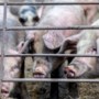 Foute berekening stankoverlast te laat hersteld; boer in Leunen mag meer varkens houden
