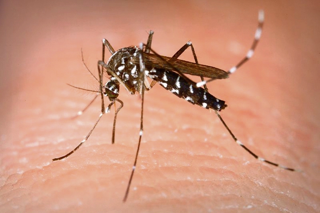 ‘Make the place where tiger mosquito was found in Sittard public’