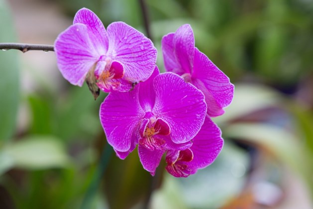 Buitenverkoop orchideeën en planten 