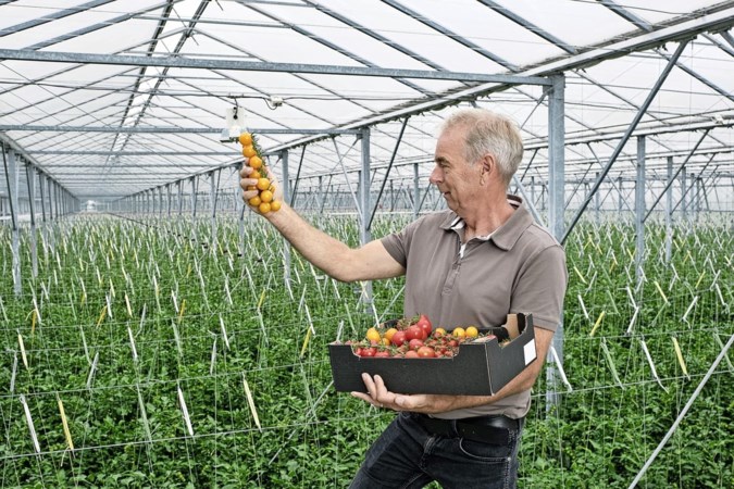 Tomaat uit de hightechkas mag niet biologisch heten