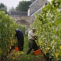 Limburgse wijnproducenten over kwaliteit druivenoogst: ‘Hier hosanna, daar diepe ellende’ 