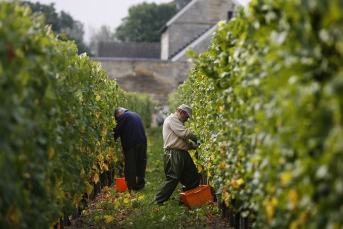 Limburgse wijnproducenten over kwaliteit druivenoogst: ‘Hier hosanna, daar diepe ellende’ 
