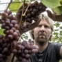 Limburgse wijnen scoren goed tijdens Wijnkeuring: acht keer goud St. Martinus Vijlen