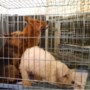 Foute fokker dit jaar voor tweede keer honden kwijt, instanties hopen op strengere wetgeving