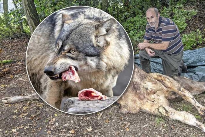 Belgisch-Limburgs dorp in de ban van wolven: ’Straks nemen ze een mens te grazen’