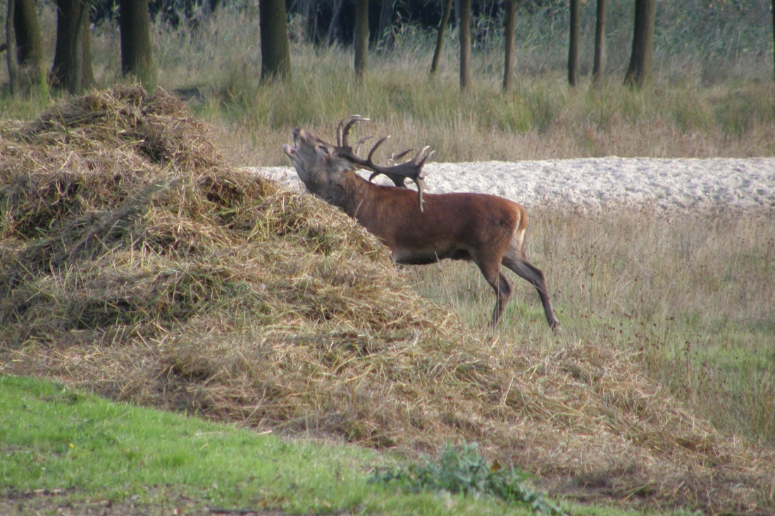 IVN Heerlen aan de wandel in Weerterbos - De Limburger