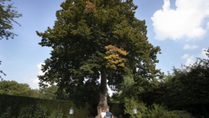 Deze boom in Maasniel weet dagelijks bijna drieduizend mensen te boeien op Instagram