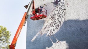 Maastrichtse jongeren maken murals met kunstenaar Collin van der Sluijs