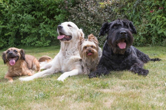 Hond is melkkoe in Roermond; afschaffen hondenbelasting vooralsnog niet aan de orde