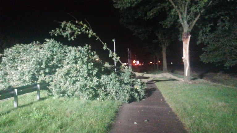 Bomen waaien om door eerste herfststorm in Limburg, schade valt mee