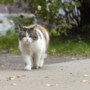 Zwerfkatten zorgen voor overlast in Stein: poep in achtertuinen en bloembedden omgeploegd