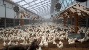 Duurzame kippenboer Kipster uit Oirlo maakt oversteek naar de VS