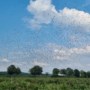 Limburgse bessentelers lijden miljoenenschade door spreeuwen: ‘We kunnen ons simpelweg niet goed beschermen’ 