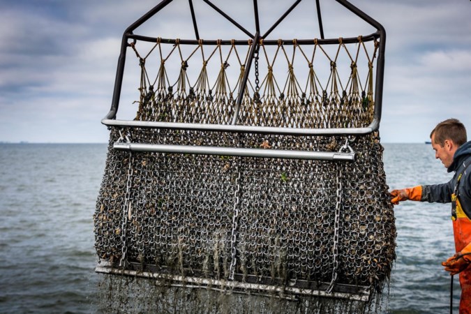 Nederlandse mossel verdwijnt meestal in Belgische buik