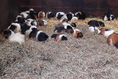 Meer dan 200 ernstig verwaarloosde cavia’s in beslag genomen: ‘Wie doet zoiets nu?’