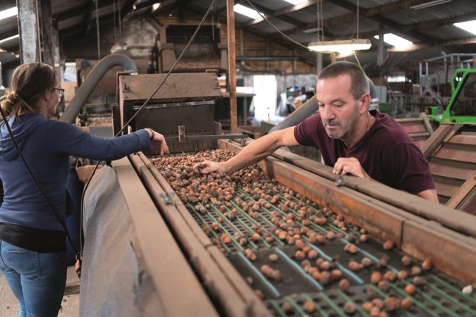 Hazelnootpasta uit Limburg; zelfs Tony’s Chocolonely was al fan van deze noten uit Ospel
