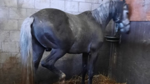 Venlose paardenhouder verzet zich tegen weghalen van paarden uit vieze stallen, politie schiet inspectie te hulp