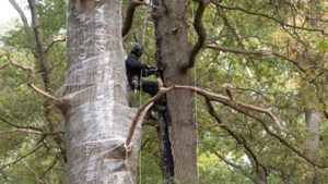 Actiegroep Sterrebos haalt folie van ingepakte bomen in clandestiene actie