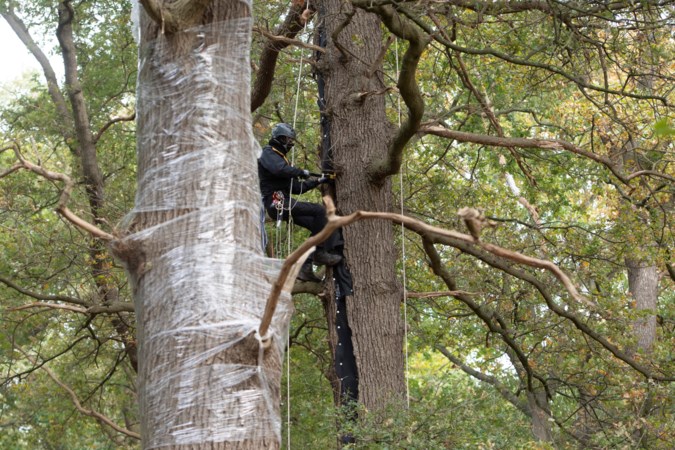 Actiegroep Sterrebos haalt folie van ingepakte bomen in clandestiene actie 