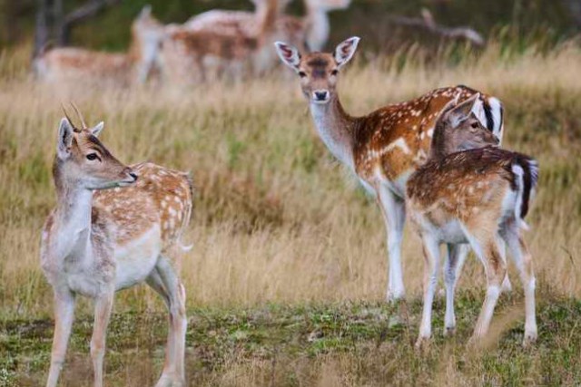 Tien damherten doodgebeten in dierenpark Hengelhoef: ‘Het was een echt bloedbad’