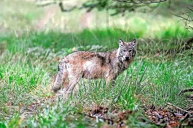 Commentaar: We willen de wolf graag terug omdat het een wild dier is, maar hij moet zich wel gedragen en niet te veel schade aanrichten