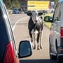 Boer over losgebroken drachtige koe: ‘Afschieten was enige optie, het dier zat vol adrenaline’