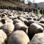 Bij natuurbegraafplaats past een biologische grasmaaier: schapen vervangen machines in Eygelshoven