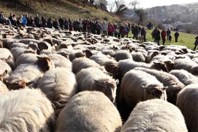 Bij natuurbegraafplaats past een biologische grasmaaier: schapen vervangen machines in Eygelshoven