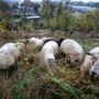 Nat welkom voor schapen op natuurbegraafplaats Eygelshoven
