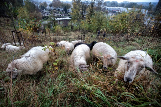 Nat welkom voor schapen op natuurbegraafplaats Eygelshoven