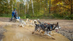Menig husky luistert niet op de sledehondenwedstrijd in Reuver: dat ligt dan aan het baasje
