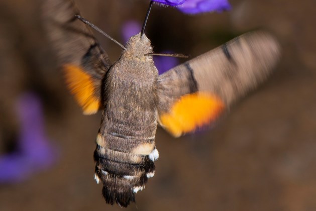 De kolibrievlinder danst nog steeds door de tuin van Piet Schuttelaar in Stein 