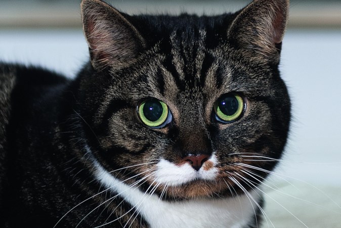 Kat Lola uit Stein drinkt bij voorkeur uit de kraan en eet met de pot mee