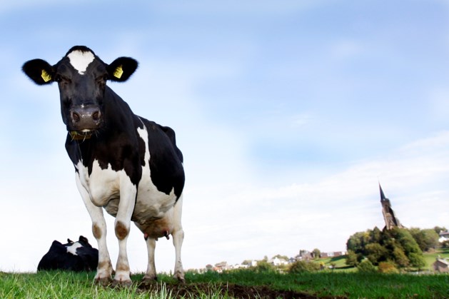 DSM investeert in Schotse fabriek en helpt klimaat door methaanuitstoot koeien fors te verminderen