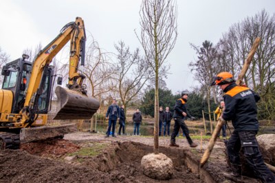 Weert geeft inwoners korting op planten nieuwe bomen