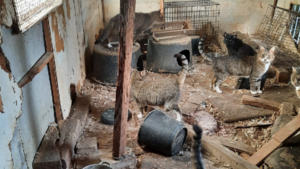 Politie treft tientallen katten aan in slechte omstandigheden in Leudal