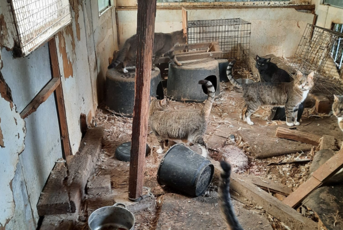 Politie treft tientallen katten aan in slechte omstandigheden in Leudal