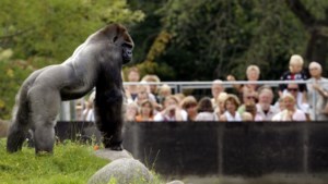 Nog geen besmettingen geconstateerd in Limburgse dierentuinen: ‘Leeuw niet meteen bij eerste hoestje testen’ 