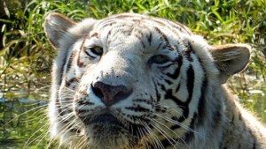 Harkan, de witte tijger van Mondo Verde, is overleden 