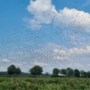 Provincie biedt opening aan Limburgse bessentelers die zich machteloos voelen in strijd tegen pikkende spreeuwen