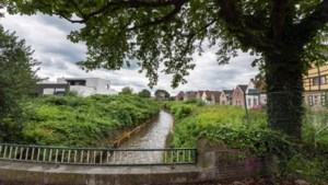 Bestrijden van Japanse woekerplant in stadspark Sittard kost 850 mille