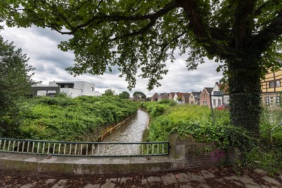 Bestrijden van Japanse woekerplant in stadspark Sittard kost 850 mille