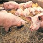 Stal staat illegaal vol met 570 varkens en krijgt dwangsom: volgens eigenaar ‘niks aan de hand’