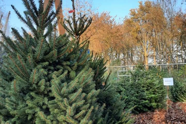Kerstbomen verkoop Dierenambulance Midden-Limburg