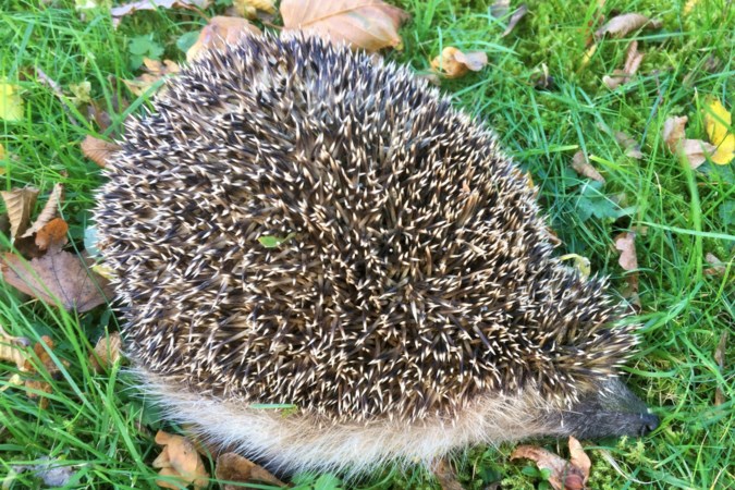 Soms leer je iets meer van de natuur door goed te ruiken