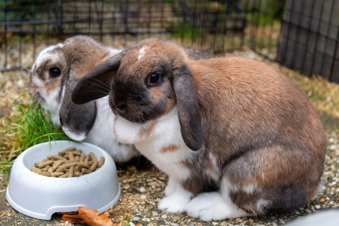 Konijntjes Soof en Louie uit Kerkrade maken alleen ruzie over paardenbloemen